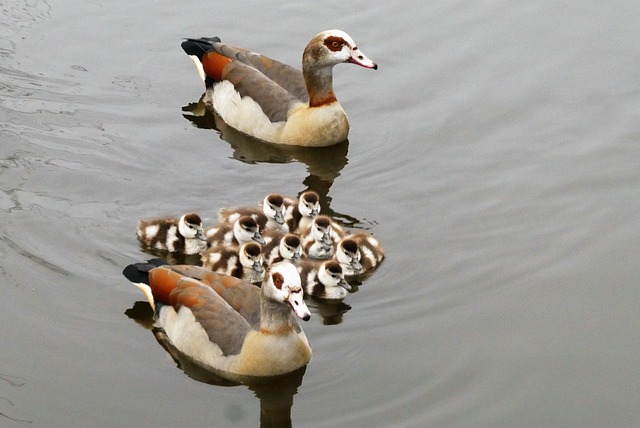 family financial protection