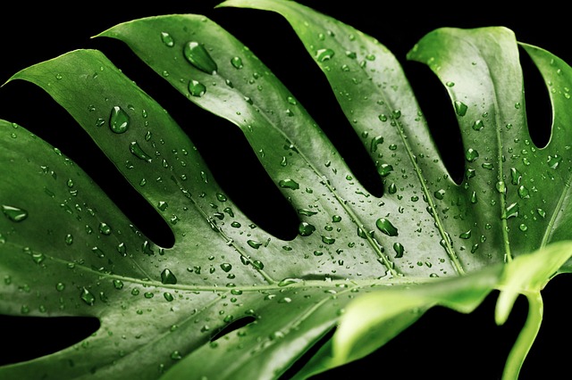 monstera plant leaves underside close up